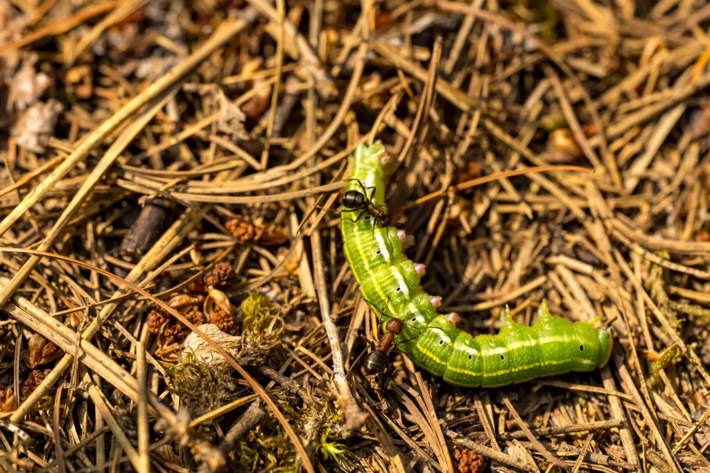 Sod Webworm