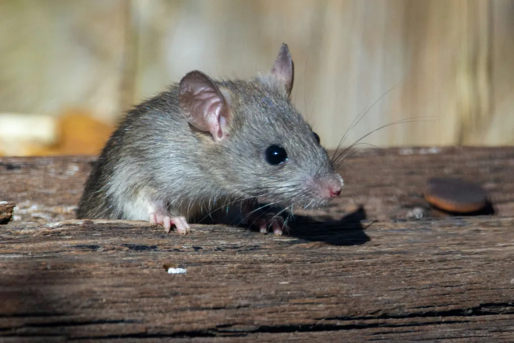 Wildlife Removal: Client Footage // Rats