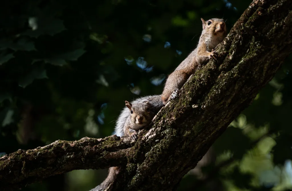 Wildlife Removal: Client Footage // Squirrels