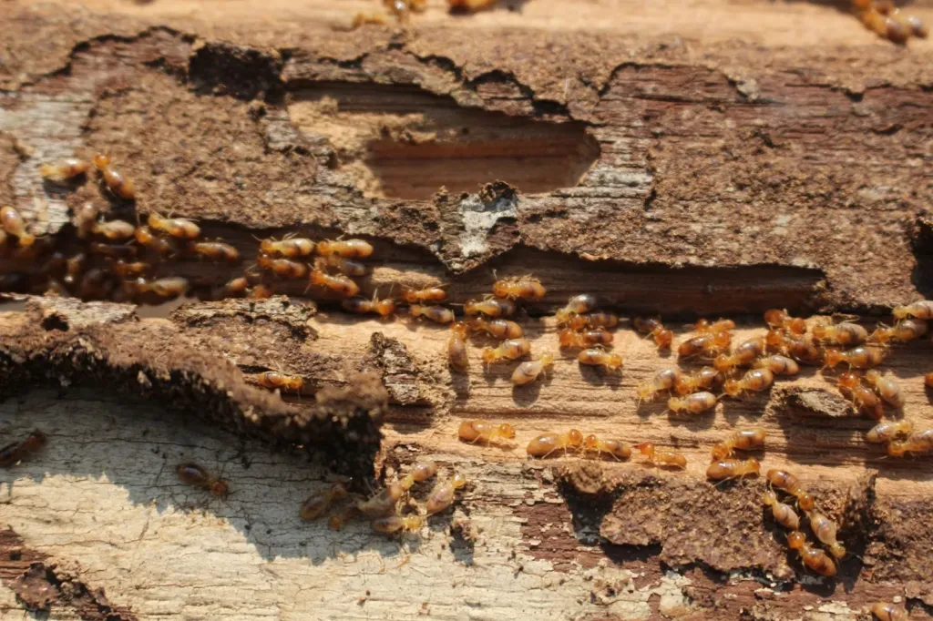 Do I need termite protection on my home?