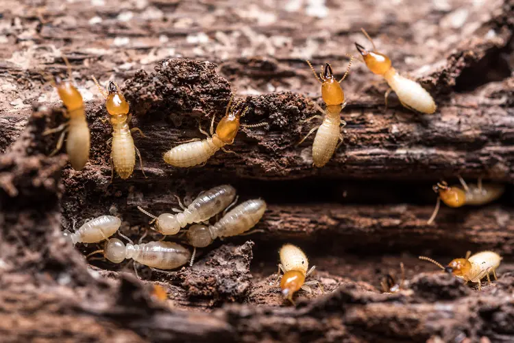 Dr. Jack’s Termite Treatment FAQ’s