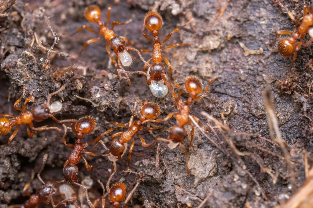 How do I know if I have termites?